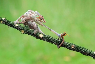 Heterotroph example: lizard eating insect