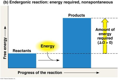 Endergonic reaction graph