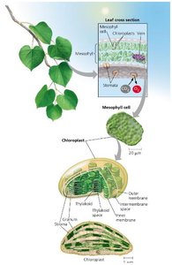 Leaf cross-section and chloroplast structure