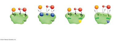 Summary of competitive and allosteric regulation