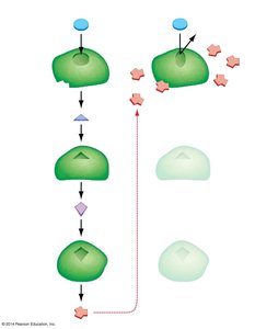 Feedback inhibition in a metabolic pathway