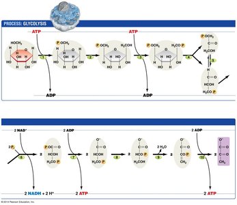 Detailed steps of glycolysis