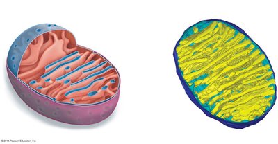 Mitochondrial structure showing matrix and cristae