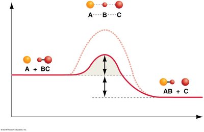 Enzyme lowers activation energy in reaction diagram