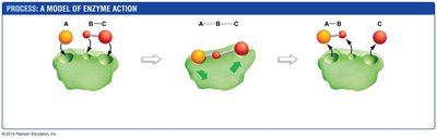 Model of enzyme action: initiation, transition state, termination