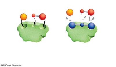 Competitive inhibition of enzyme activity