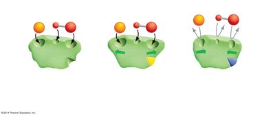 Allosteric regulation of enzyme activity