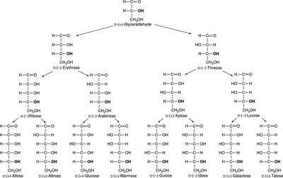 Structures of common aldoses