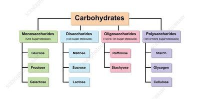 Classification of carbohydrates into monosaccharides, disaccharides, oligosaccharides, and polysaccharides