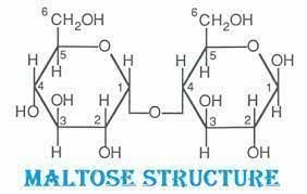 Maltose structure