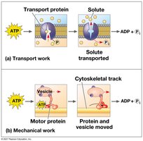 How ATP drives transport and mechanical work