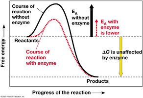 Effect of an enzyme on activation energy