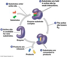Active site and catalytic cycle of an enzyme