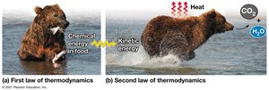 The two laws of thermodynamics