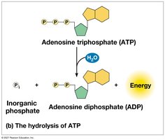 Hydrolysis of ATP