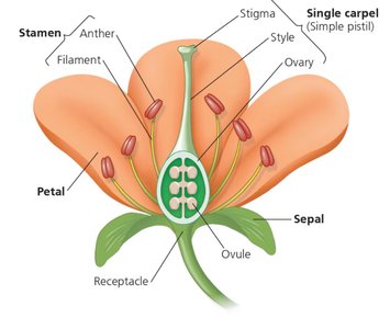 General Biology Study Guide: Plant Tissues & Anatomy | Notes