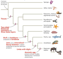 animal phylogeny diagram showing traits and major animal groups