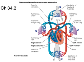diagram of mammalian cardiovascular system