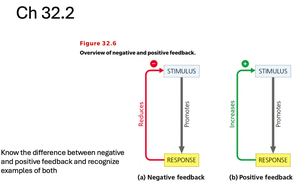 diagram of negative and positive feedback loops