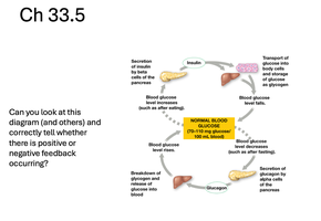 diagram of blood glucose homeostasis