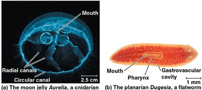 Gastrovascular cavity in cnidarian and flatworm