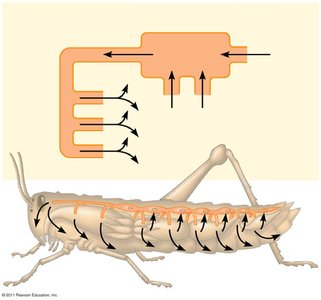 Open circulatory system in an insect