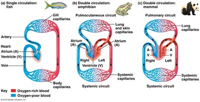 Single and double circulation in vertebrates