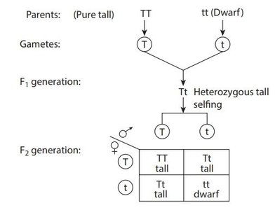 Punnett square for a monohybrid cross (tall vs dwarf)