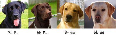 Labrador retriever coat color: black, brown, yellow, albino