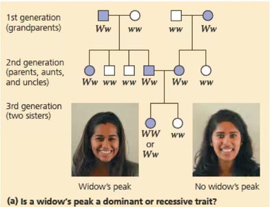 Pedigree chart for widow's peak