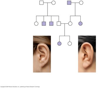 Pedigree chart for attached earlobe