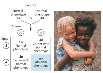 Punnett square and photo for albinism