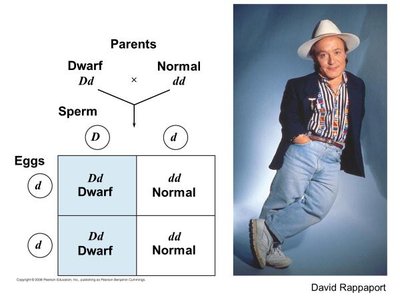 Punnett square and photo for dwarfism