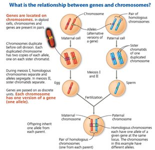 Relationship between genes and chromosomes