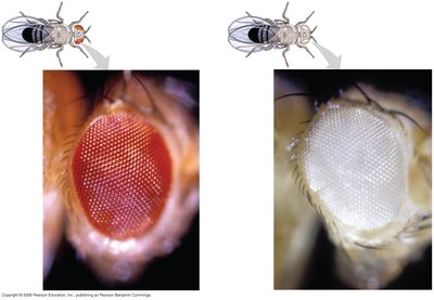 Wild type and mutant Drosophila eyes