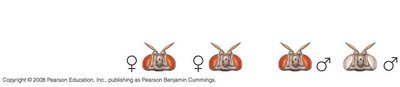 F2 generation results for Drosophila eye color cross