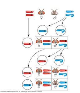 Chromosomal inheritance of Drosophila eye color