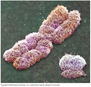 X-Y sex determination system in mammals