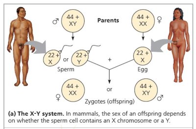 X-0 sex determination system in grasshoppers