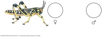 Z-W sex determination system in birds