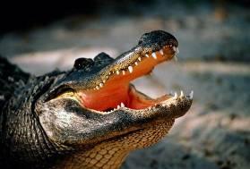 Crocodile: environmental sex determination