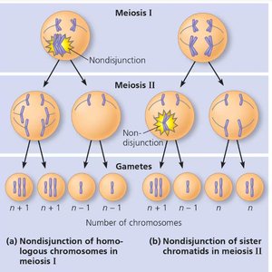 Nondisjunction in meiosis