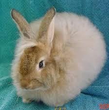 Rabbit with agouti coat color
