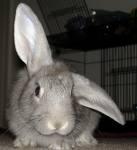 Rabbit with chinchilla coat color