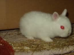 Rabbit with albino coat color