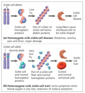 Sickle-cell disease: normal vs sickle-shaped cells