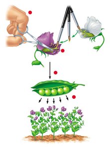 Mendel's method of crossing pea plants