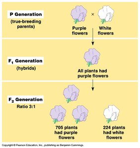 Results of Mendel's pea plant crosses