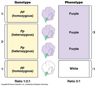 Punnett square for a monohybrid cross