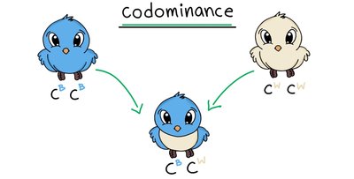 Codominance in birds